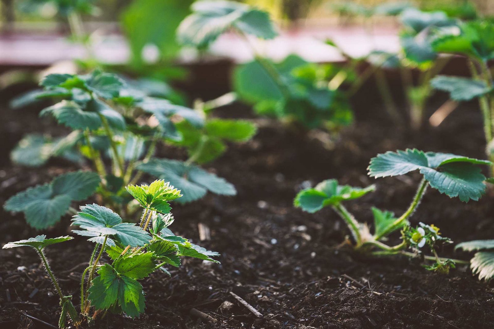 raised bed filled with strawberry plants