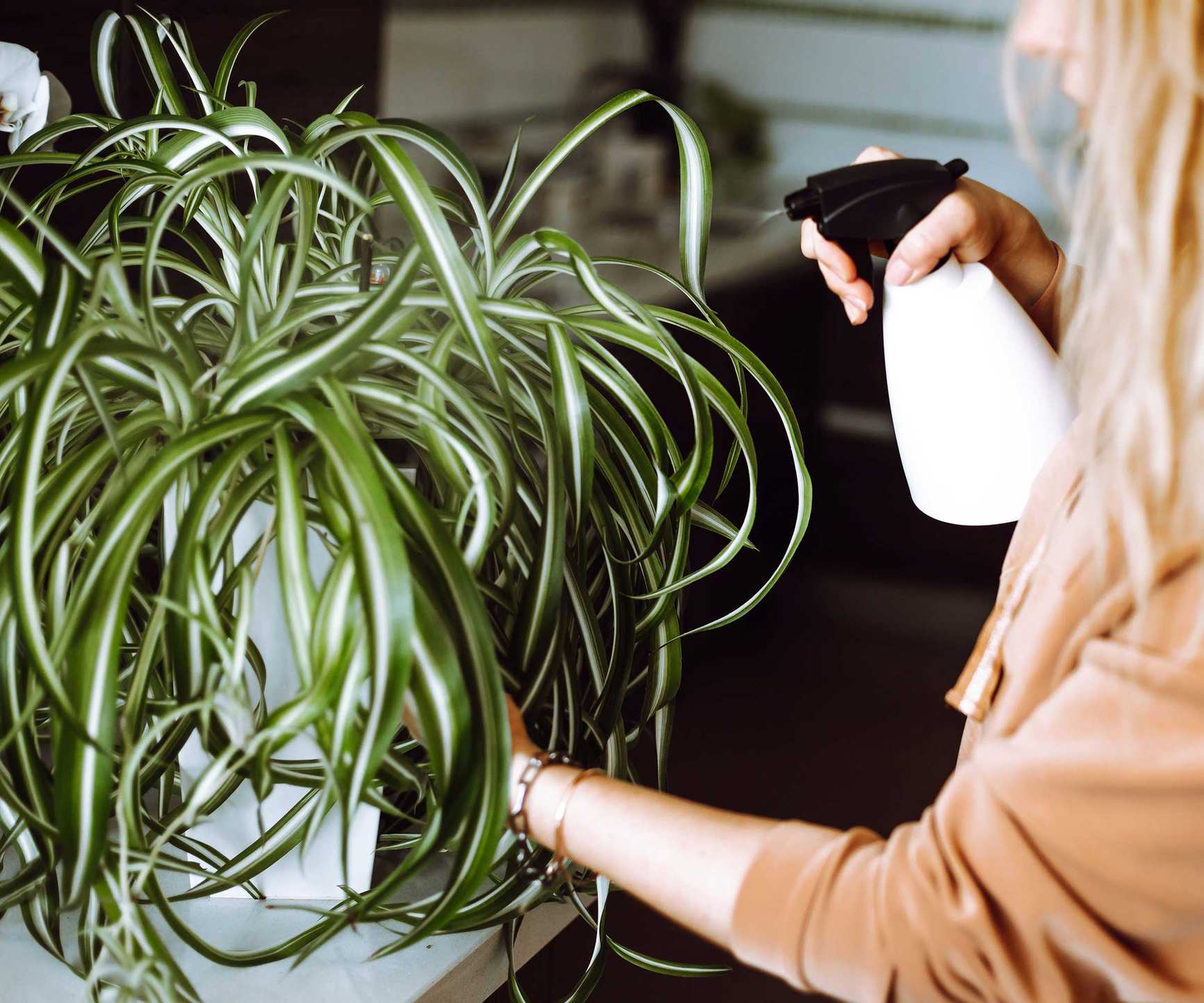 misting spider plant