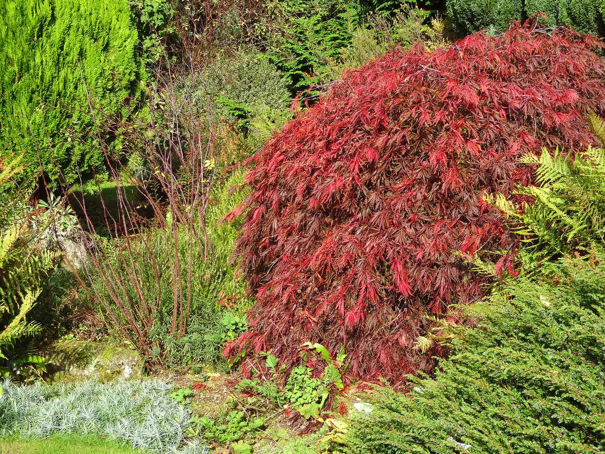 Red Dissected &amp;ndash; Dissectum Atropurpureum &amp;ndash; Japanese maple tree