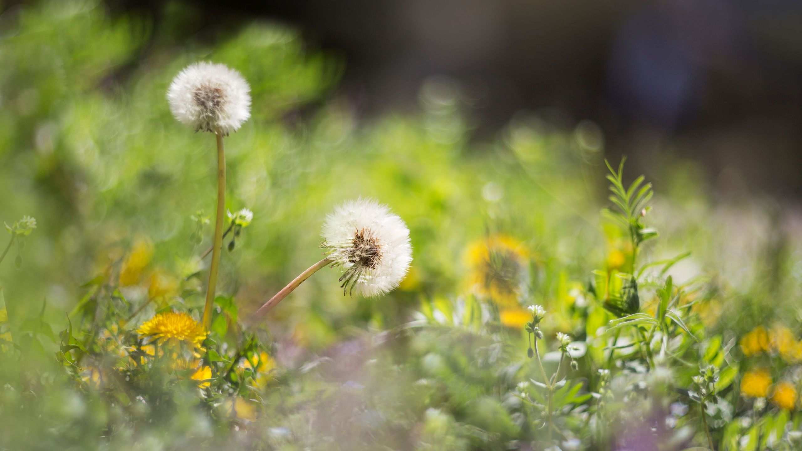 Do ultrasonic pest repellents work?