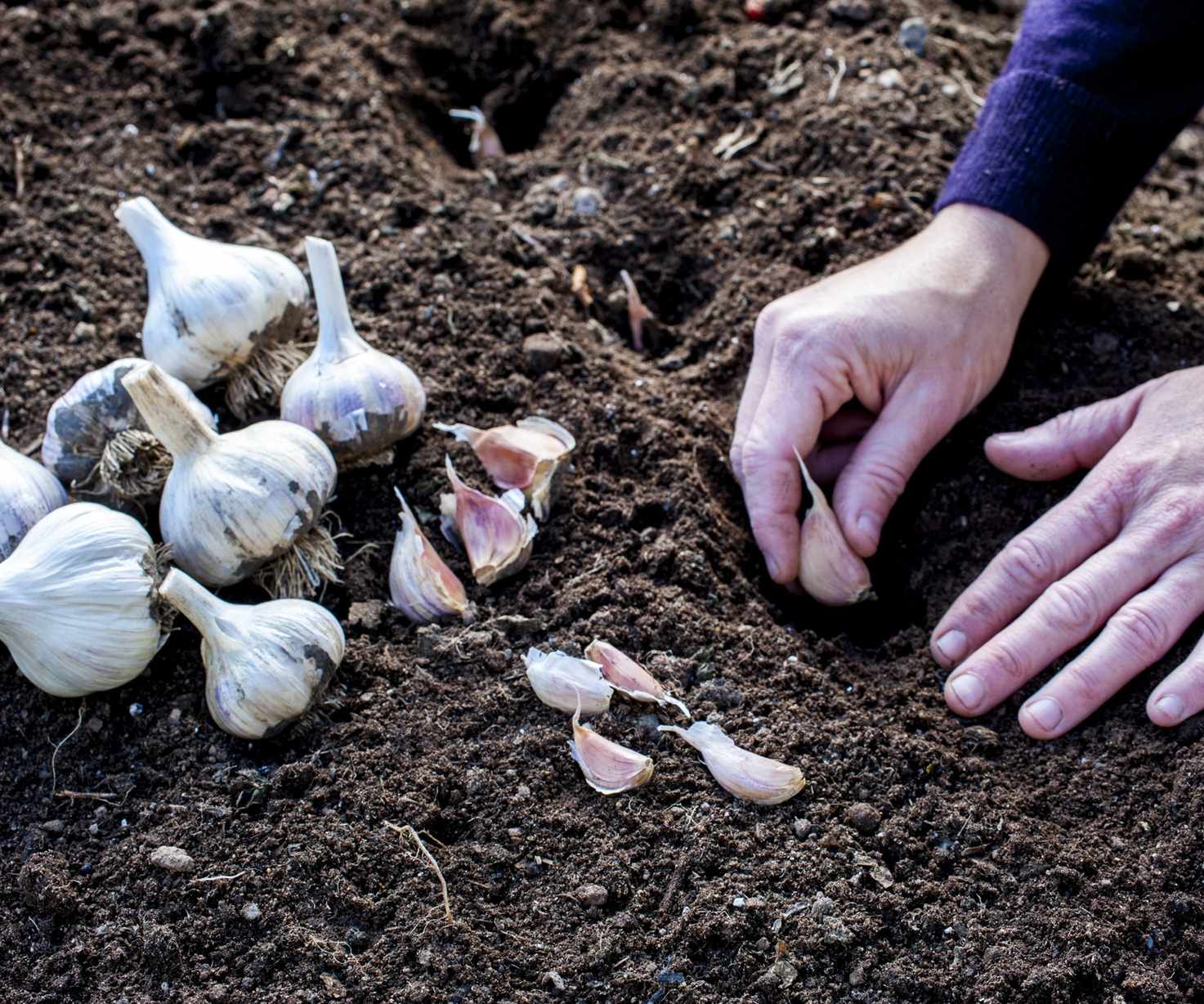 Garlic cloves being planted in the ground by hand