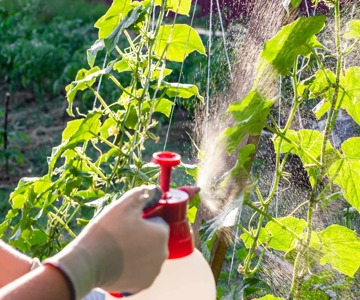 Pest control spray in the garden