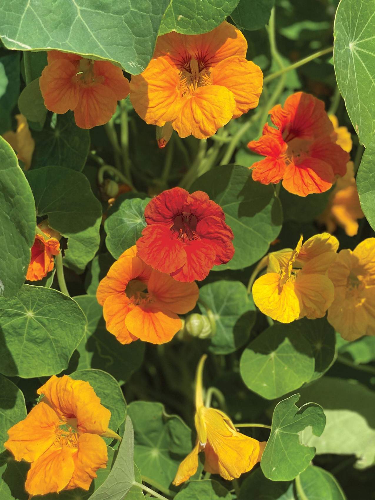 Nasturtium, Double Dwarf Jewel Mix