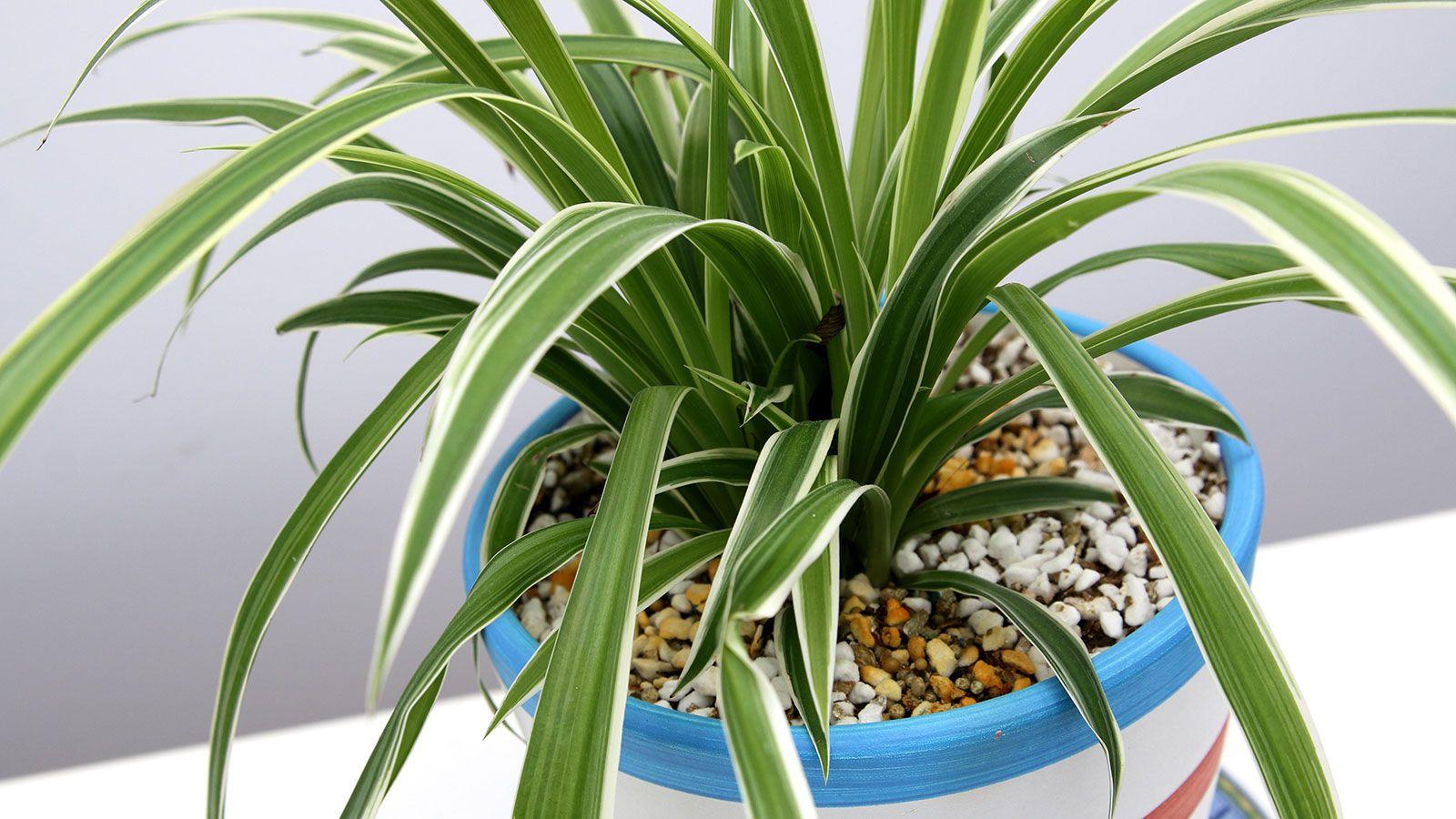 How to propagate a spider plant – two easy methods to try