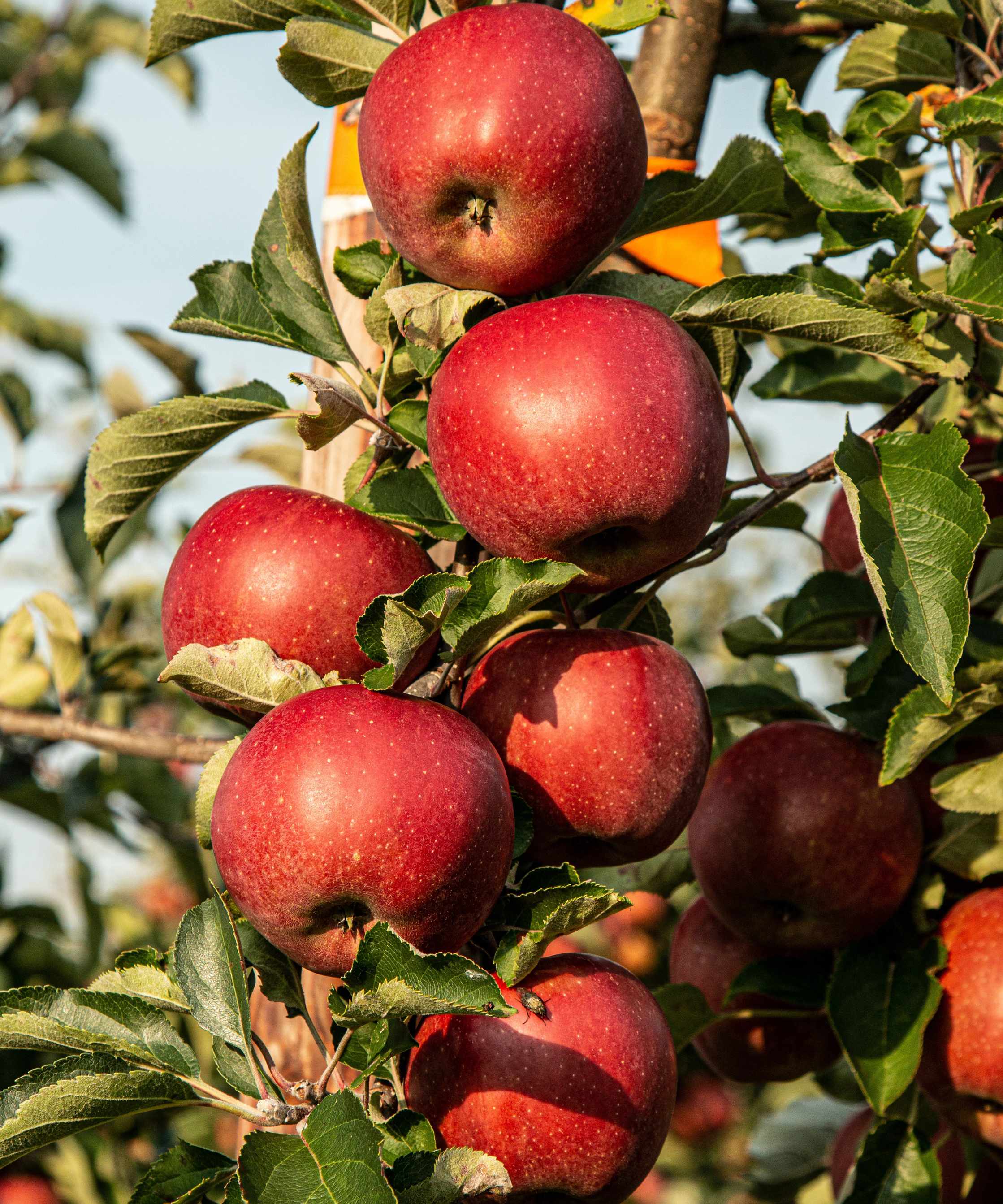Monty Don&amp;rsquo;s July apple tips