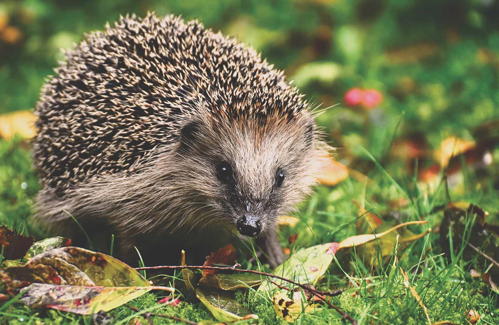 hedgehog in garden Unsplash/AlexasFotos