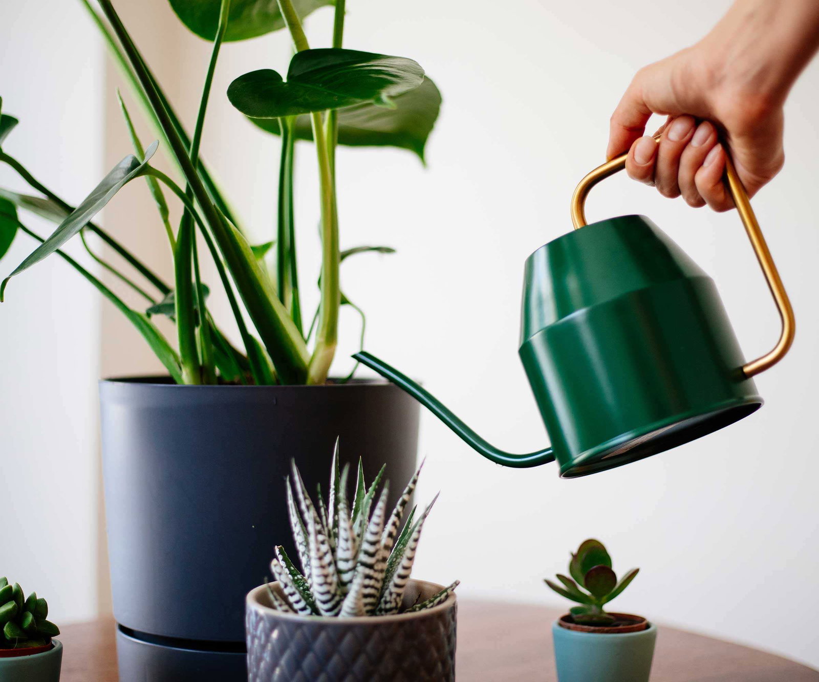 watering houseplants
