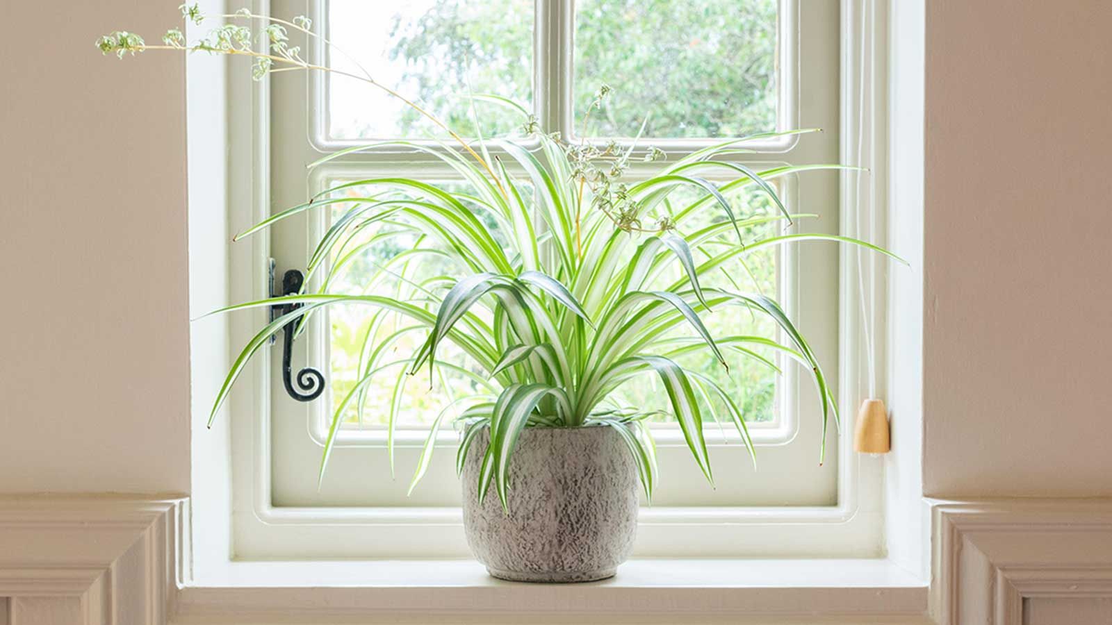Why is my spider plant turning yellow?