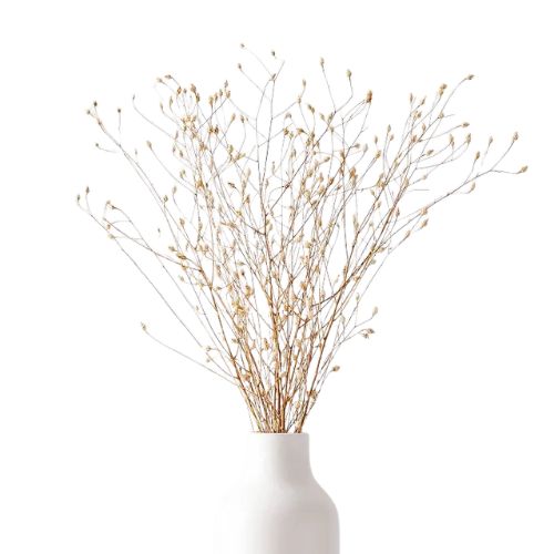 West Elm, Dried Flax Bunch
