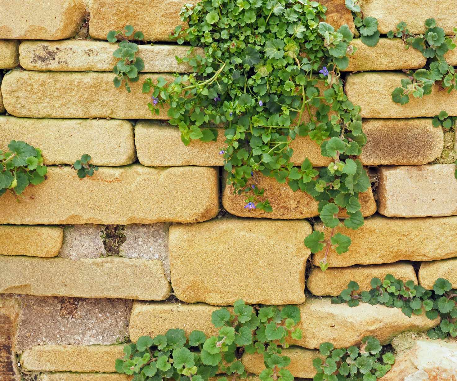 Rustic stone wall