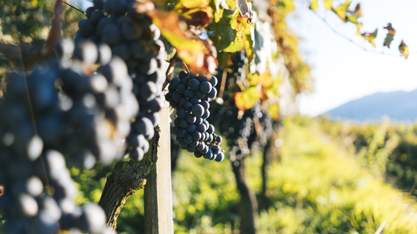 How to grow muscadine grapes – tips for successful planting, pruning and propagation