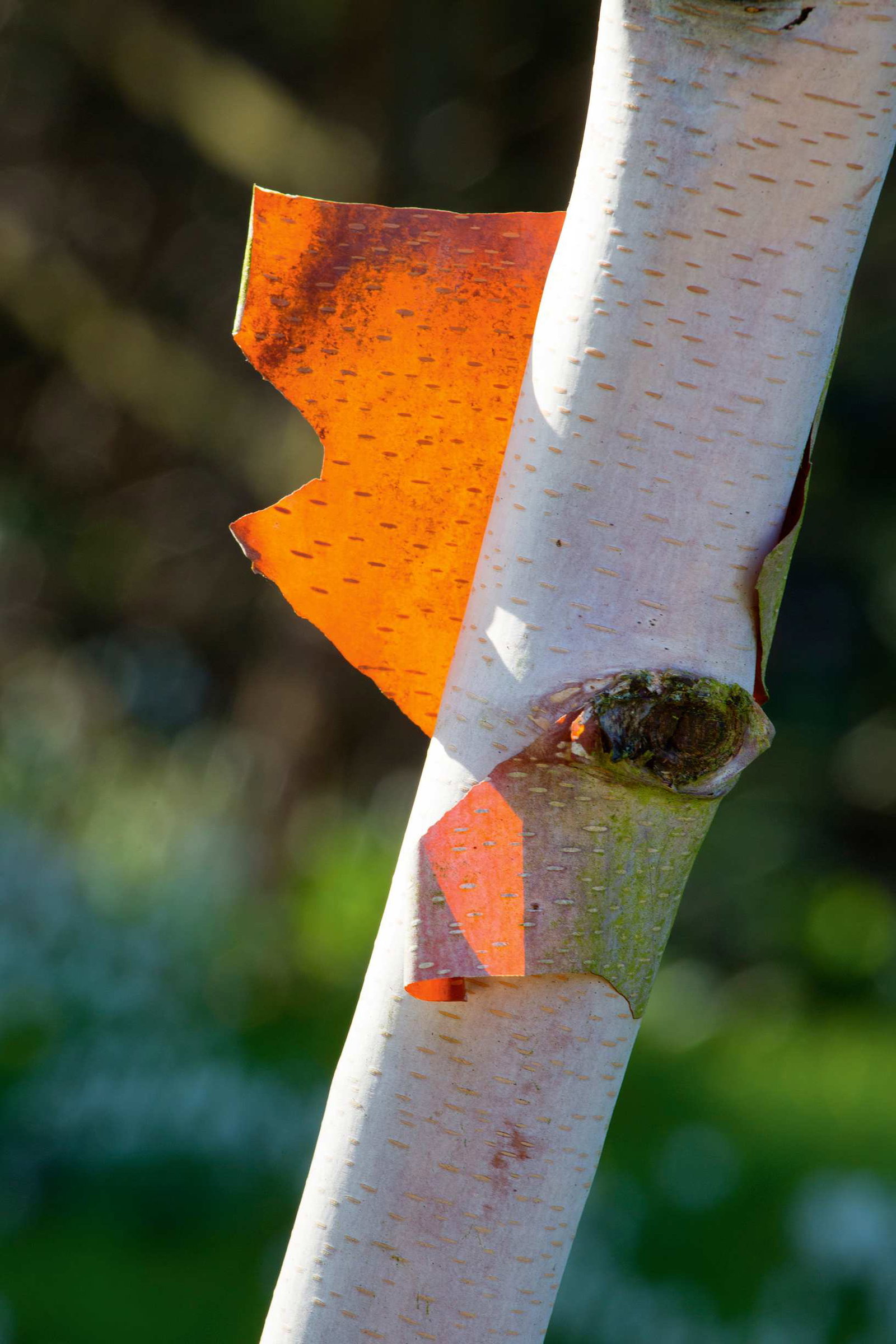 close up of paper bark birch tree