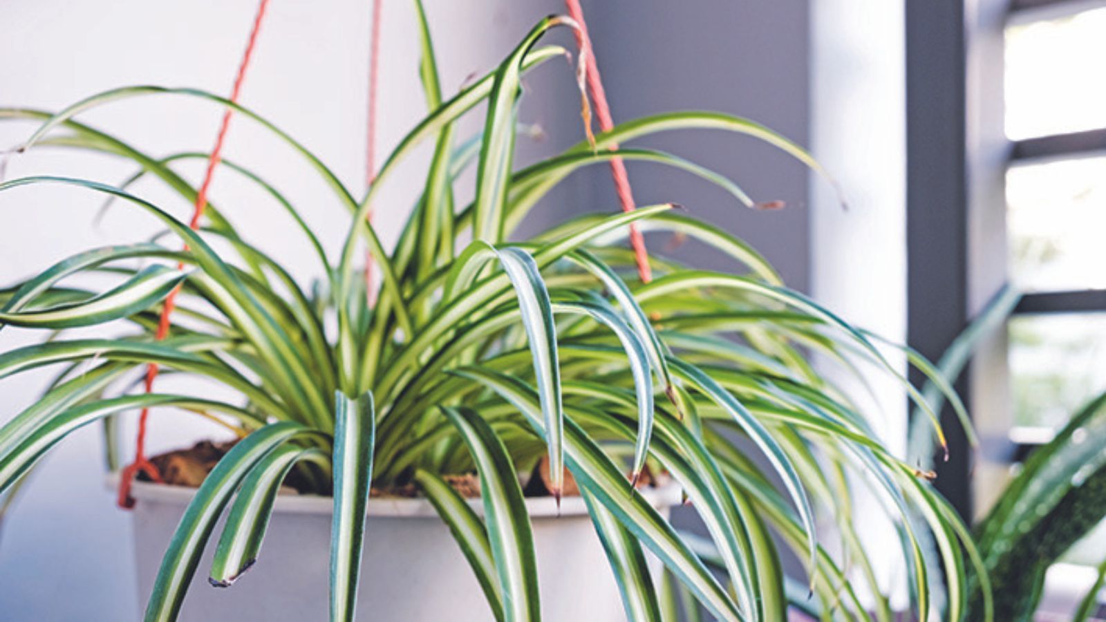 Benefits of spider plants – 4 reasons why you should invite this plant into your home