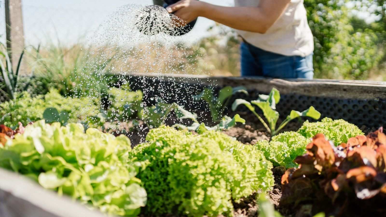 Why Raised Beds Are the One Garden Investment I Always Make in March – So That I'm Set for a Fuss-Free Growing Season