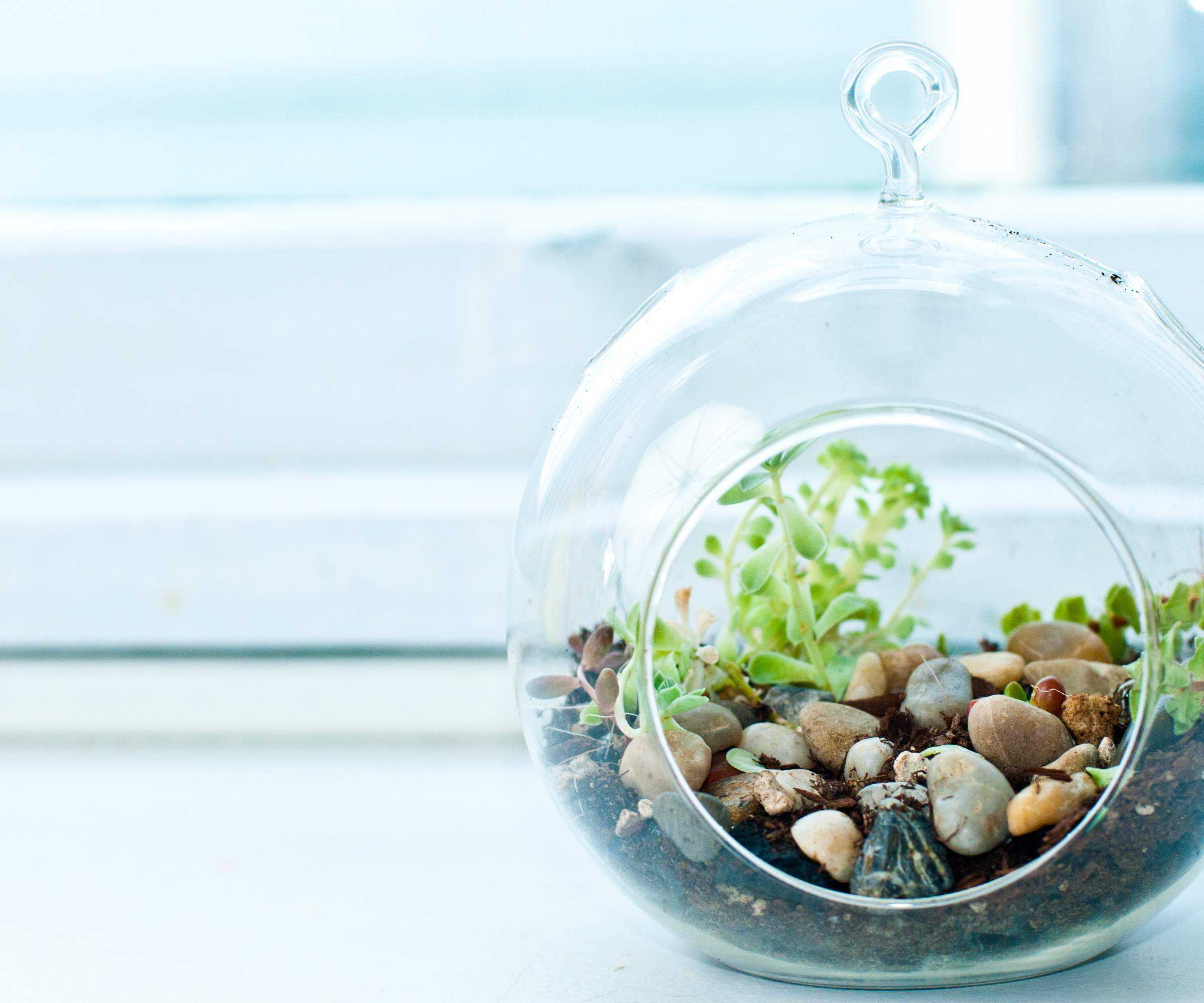 terrarium