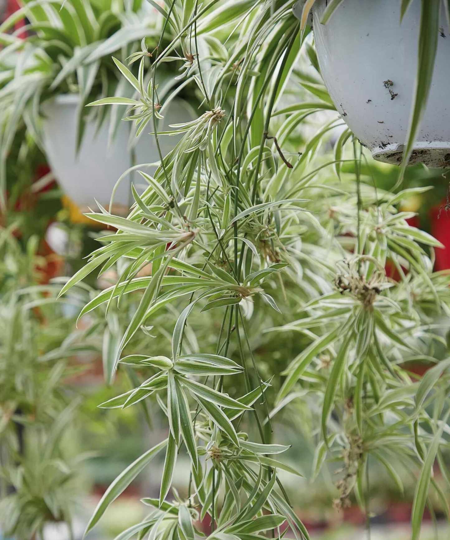 Picture of a spider plant