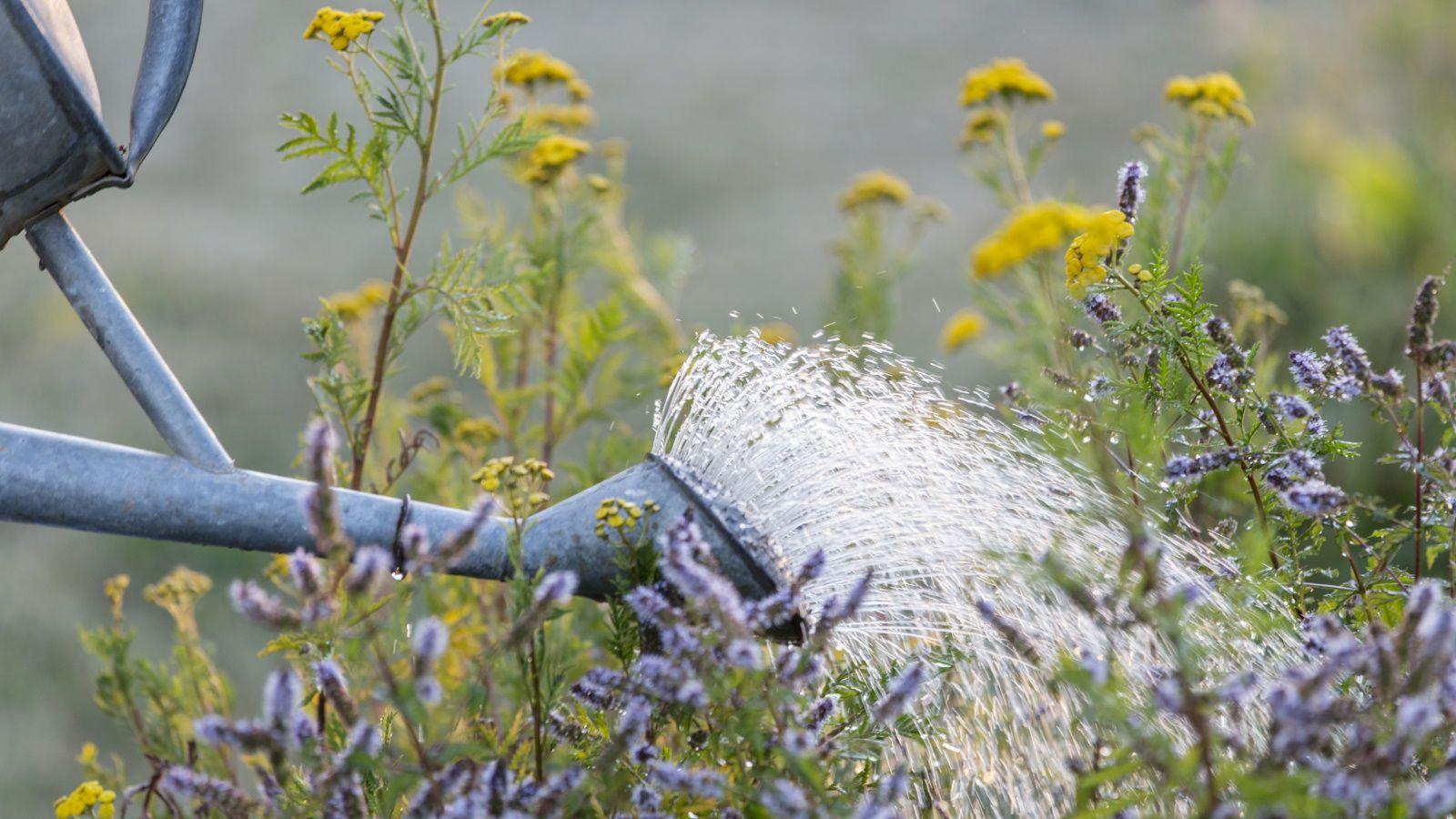 Job for the weekend: How to make your own plant fertilizer using these two common weeds