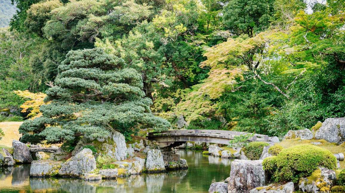 Best trees for a Japanese garden – plant these 7 species for beauty, balance and harmony, say expert landscapers