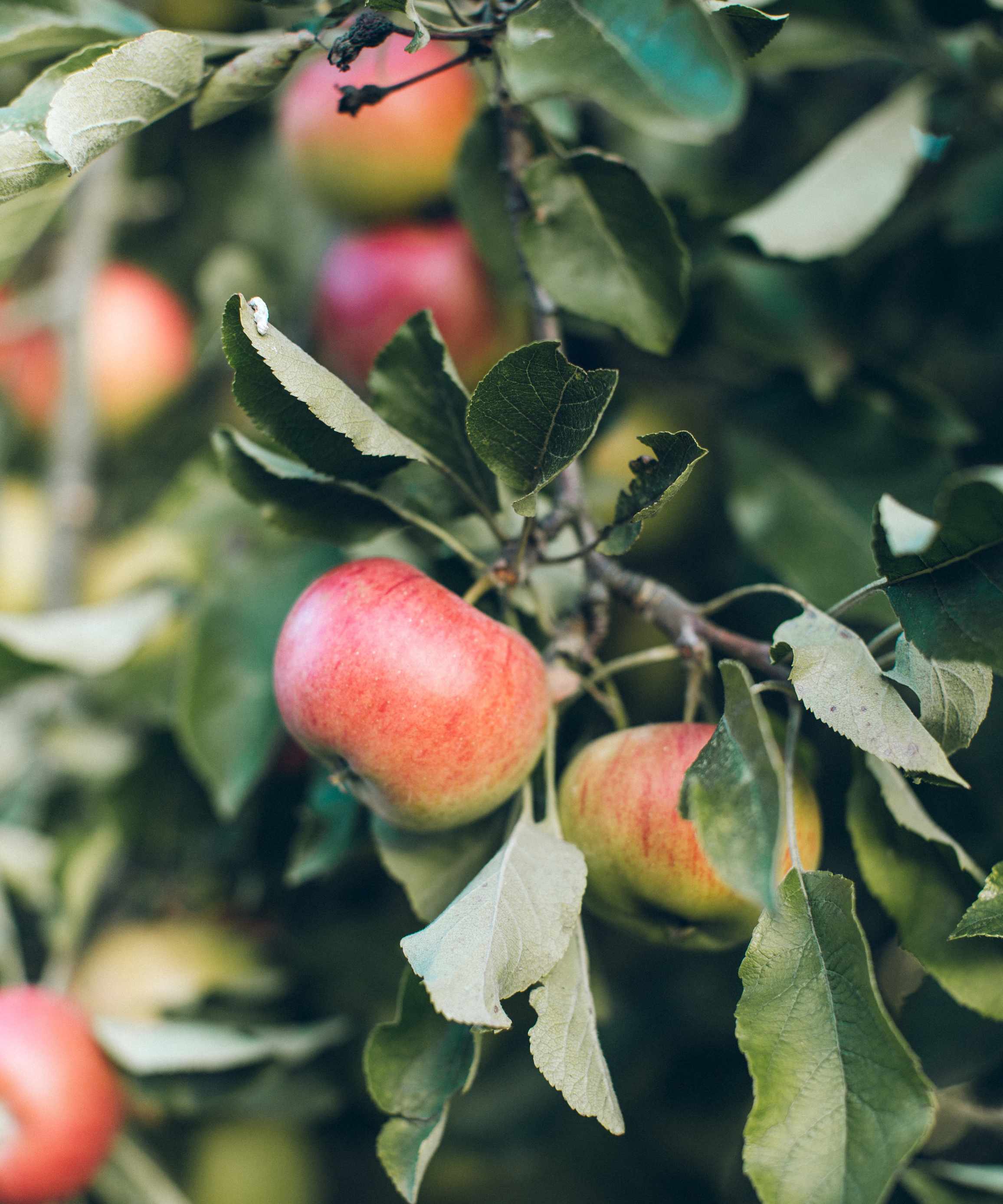 apple tree