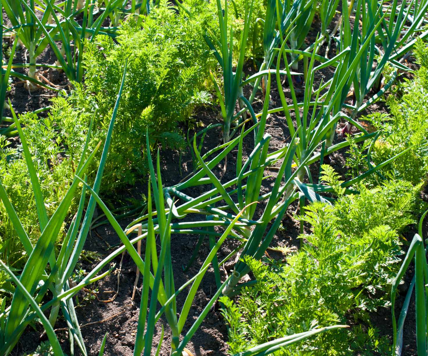 parsnips growing alongside onions and carrots in a vegetable garden