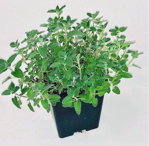 Greenwood Nursery: Live Perennial Plants - 'walkers Low' Catmint + Nepeta &amp;times; Faassenii - [qty: 2x Pint Pots] - (click for Other Available Plants/quantities)