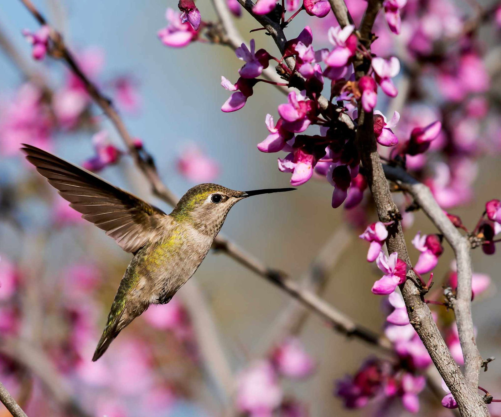 hummingbird and redbud flowers