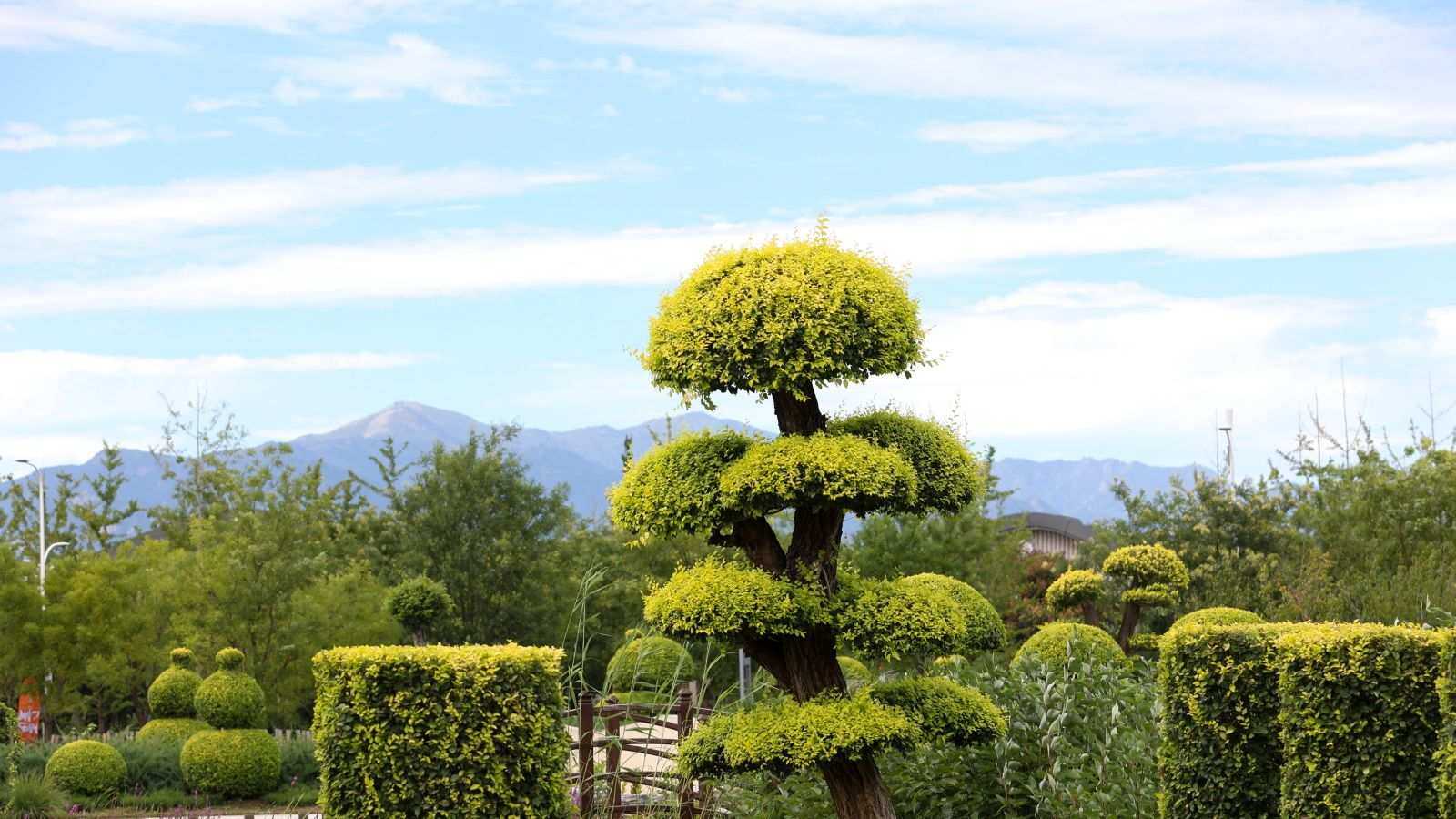 How to master the art of cloud pruning – pro tips and tools for the job