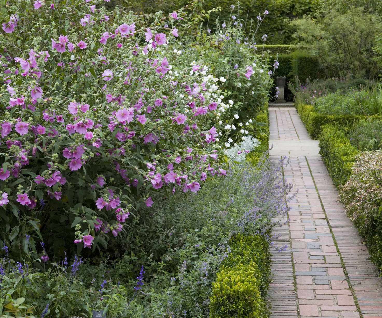 Lavatera 'Barnsley' alongside a stone path in a backyard