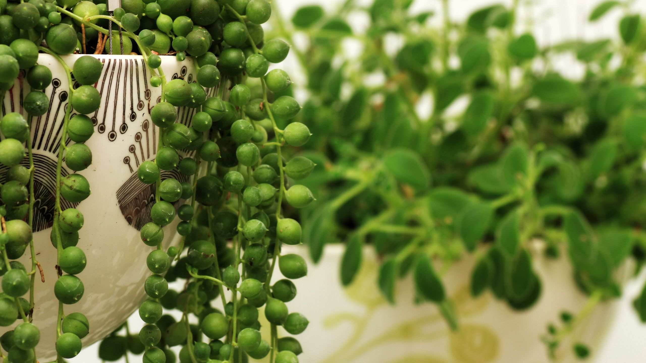 How to care for a string of pearls plant – tips for success