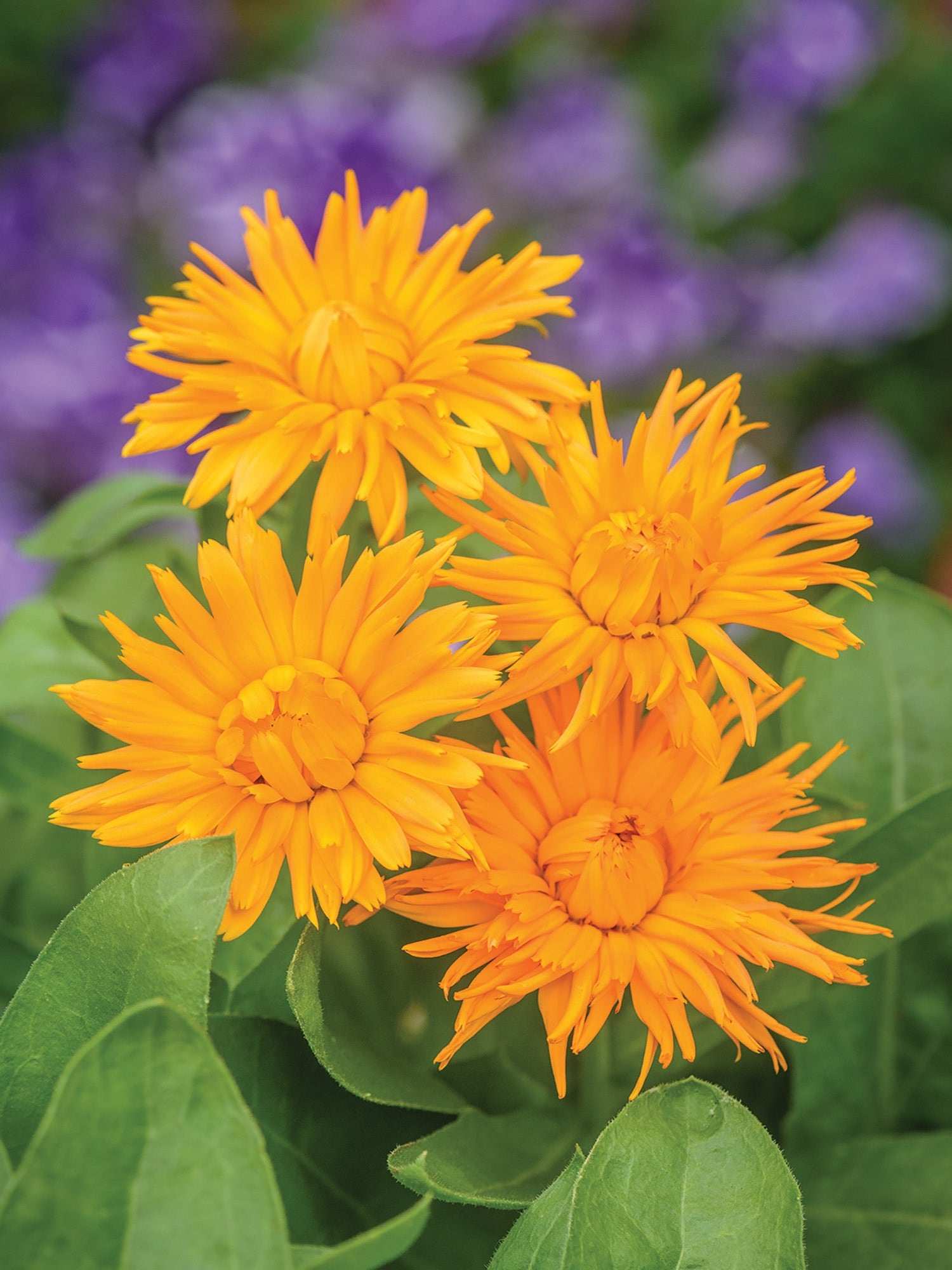 Calendula, Calexis Orange