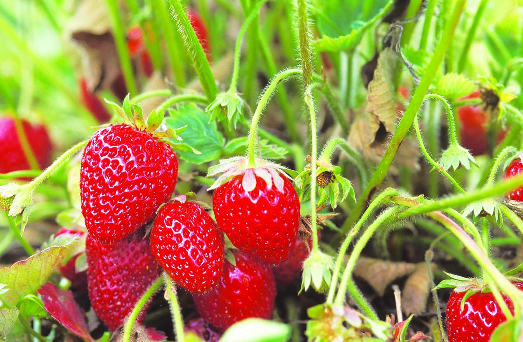 Kitchen garden ideas - strawberries