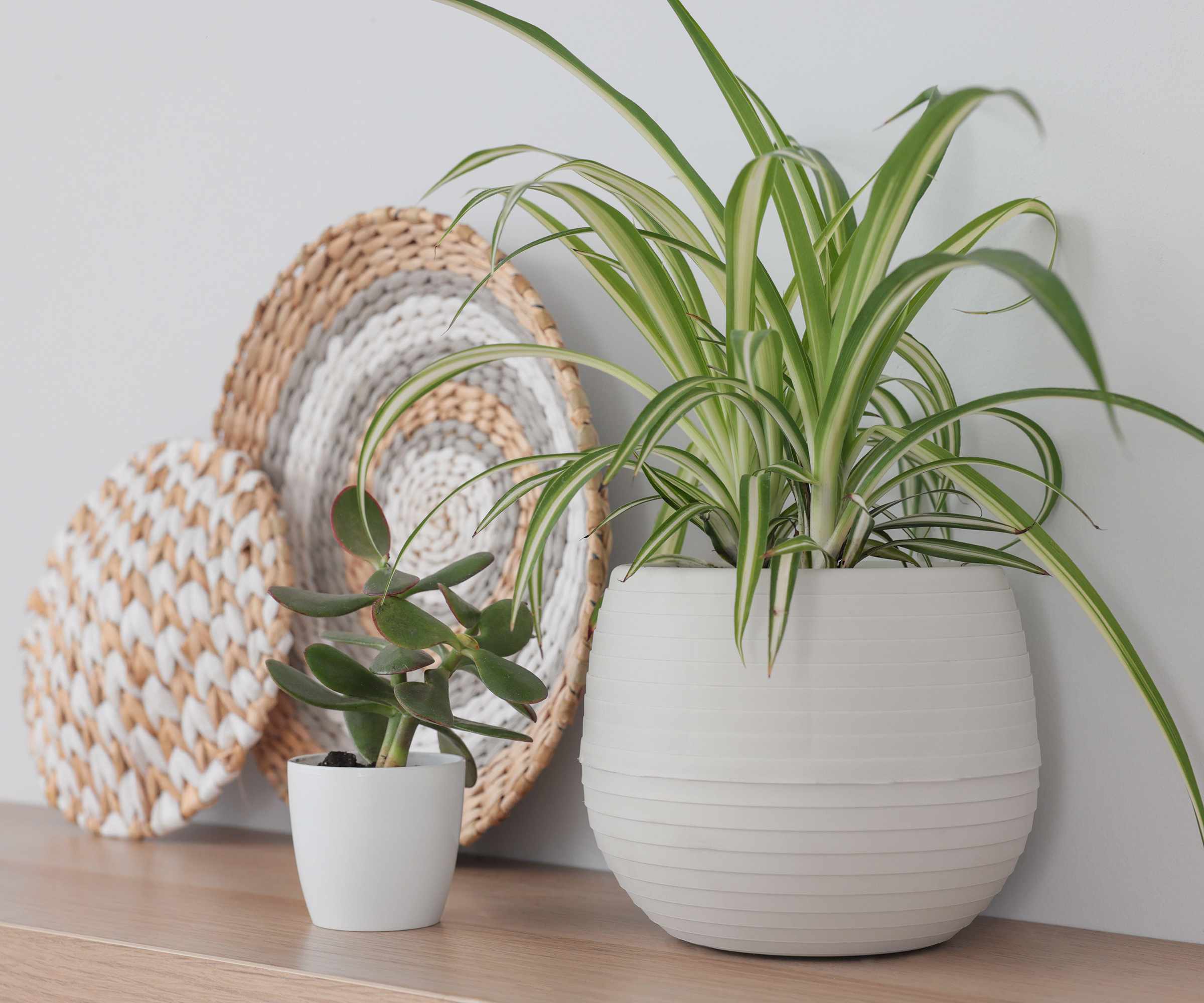Beautiful houseplants and home decor on wooden table near light wall