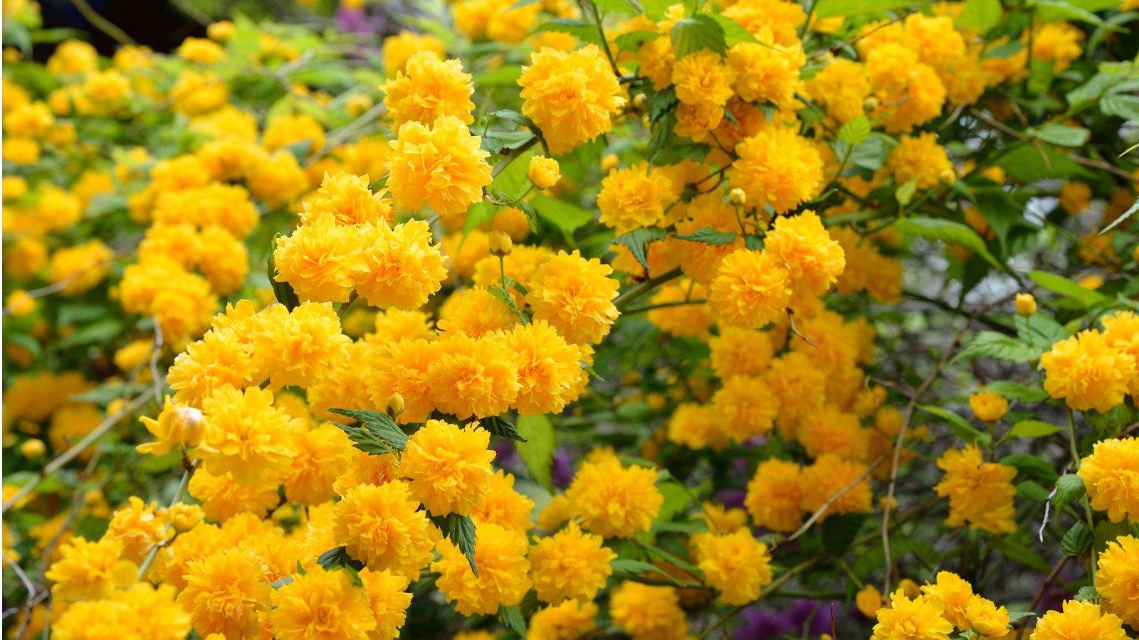 These spring-flowering shrubs are guaranteed to brighten up your yard after the dark days of winter