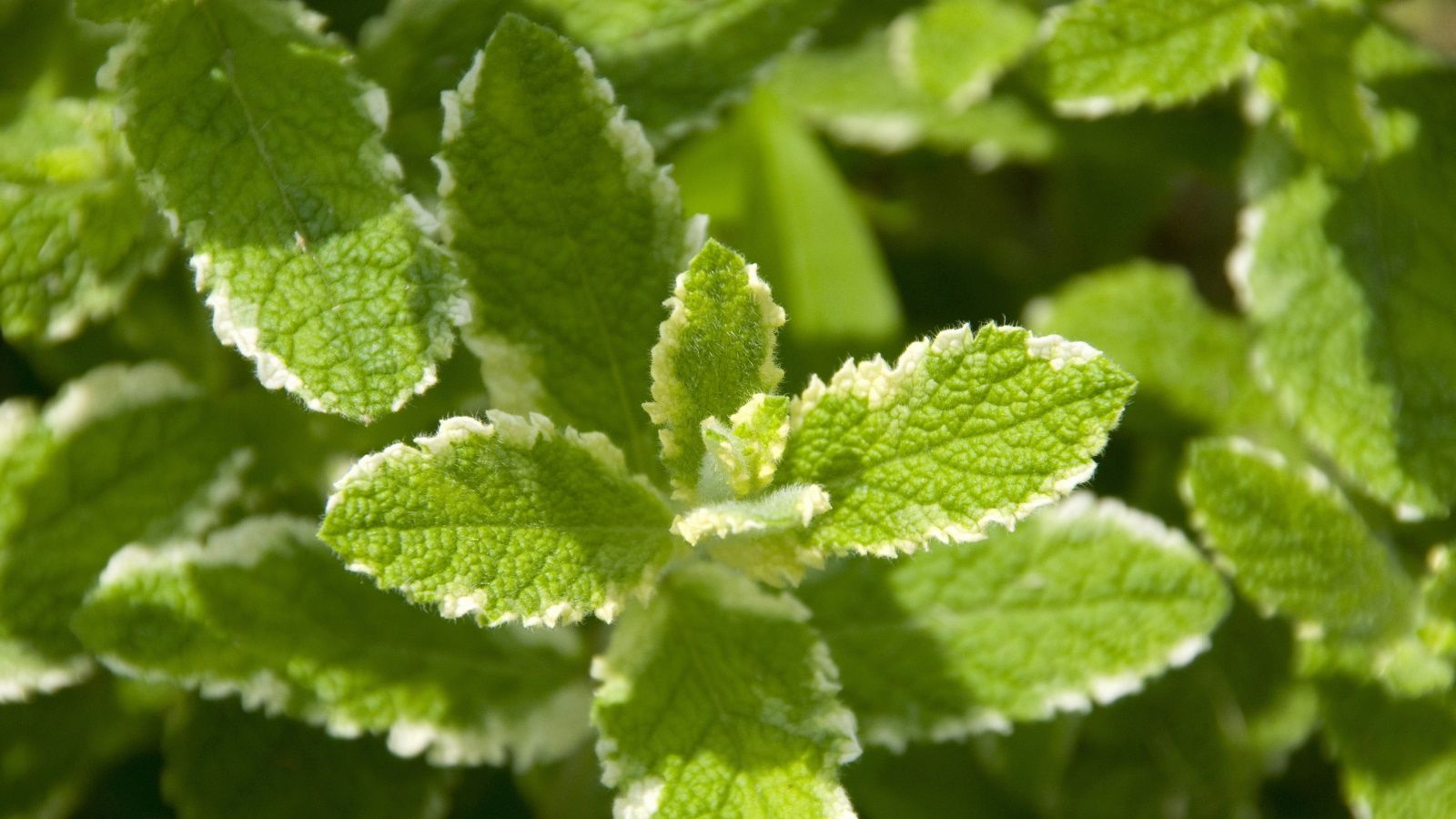These are the most unusual and refreshing mint varieties to grow this year – for tasty, aromatic herbs