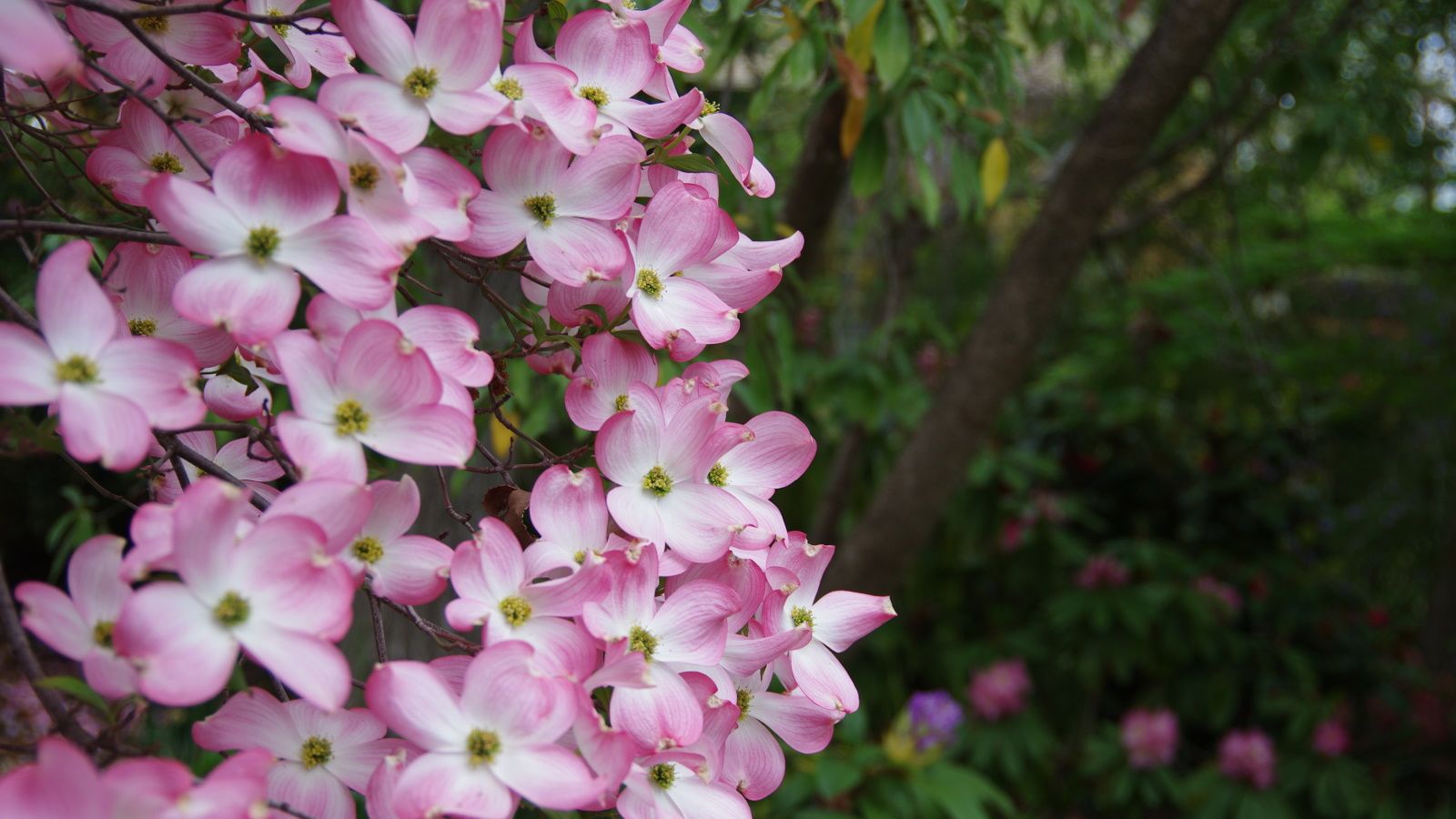 Best native dogwood trees – for a spectacular seasonal show