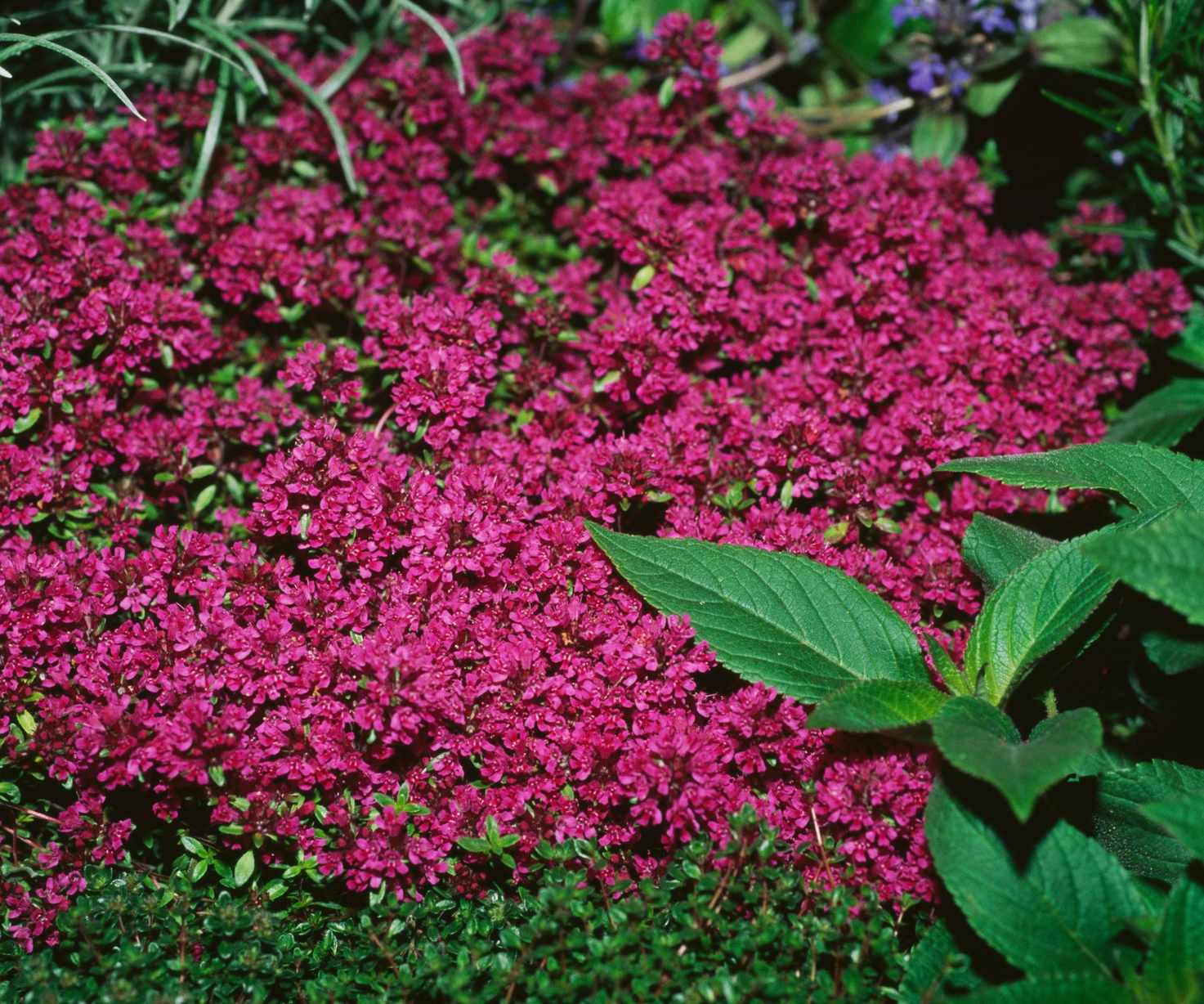 Red creeping thyme in bloom
