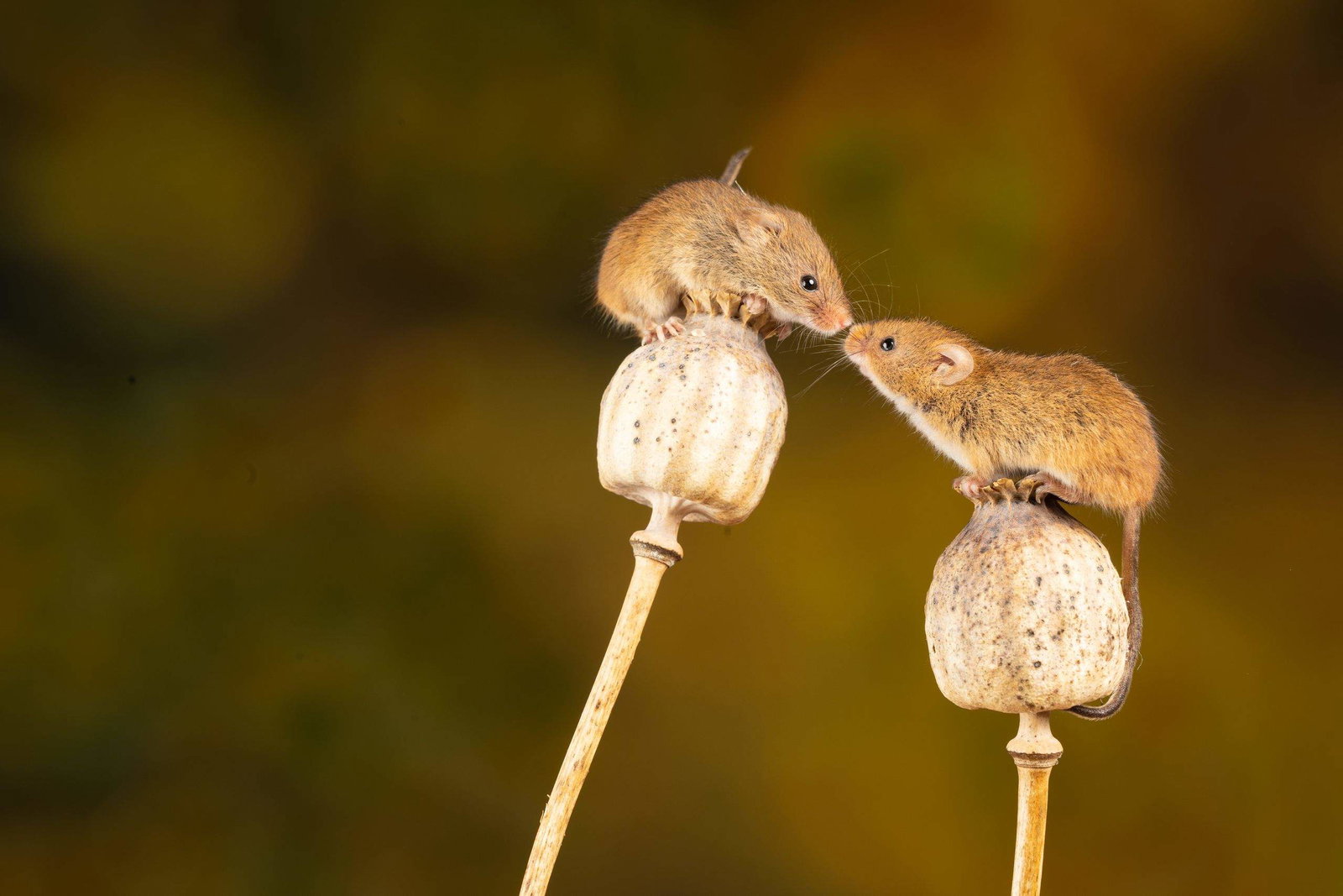 How to get rid of mice in the house