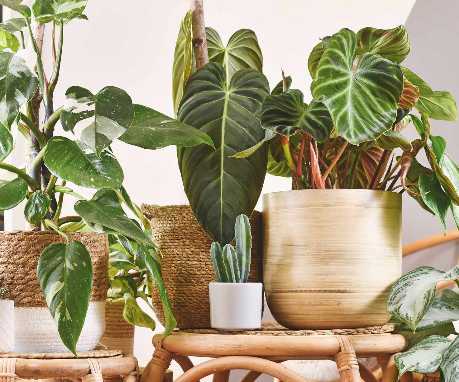 houseplants