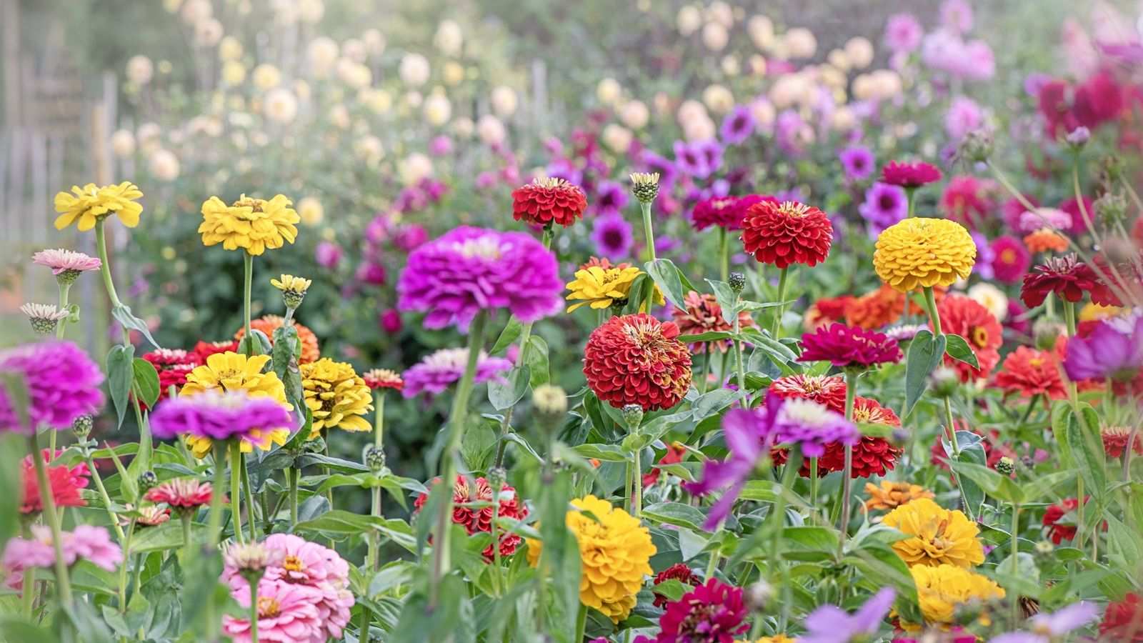 I spoke to gardening experts to find out which plants you should never grow next to zinnias