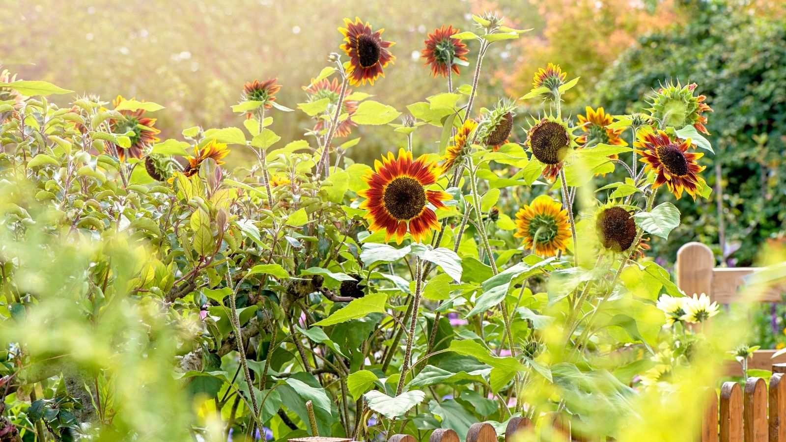 Experts urge gardeners to use 'trap plants' as nature's pest control – this is why and how
