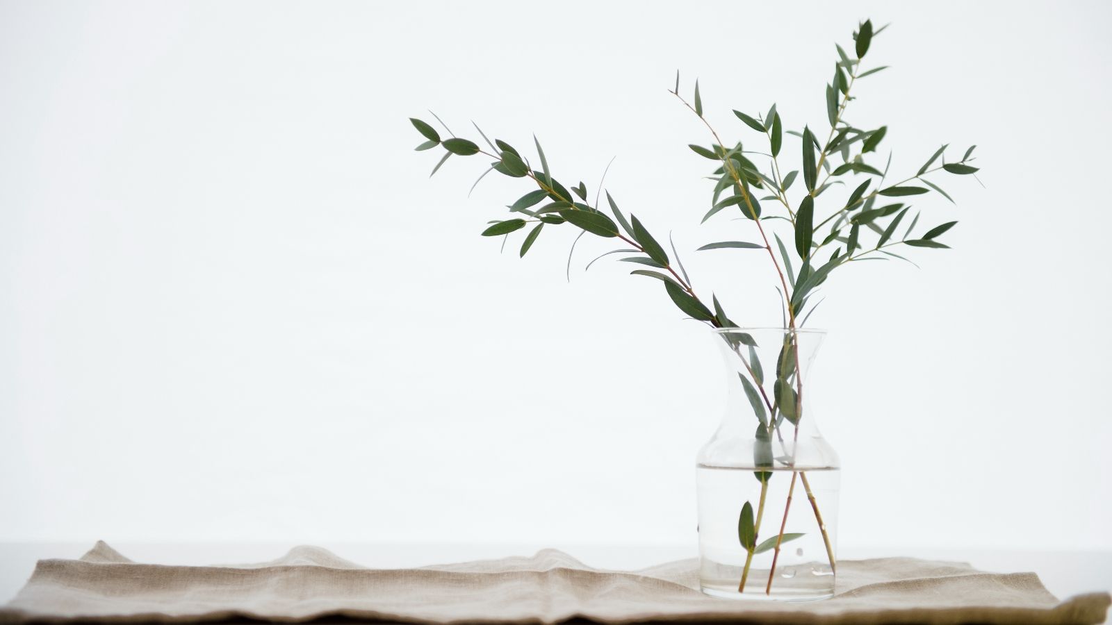 Using eucalyptus to keep insects out of the house – the best way to deter pests