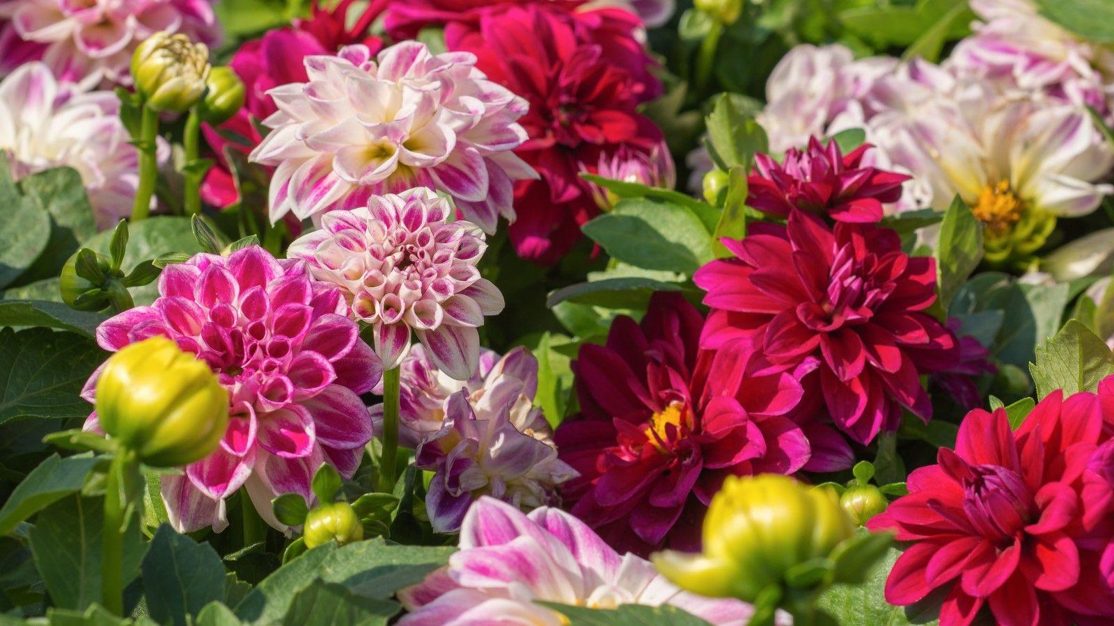 Where to Buy Dahlia Tubers – Our Go-To Retailers For Show-Stopping Blooms This Summer