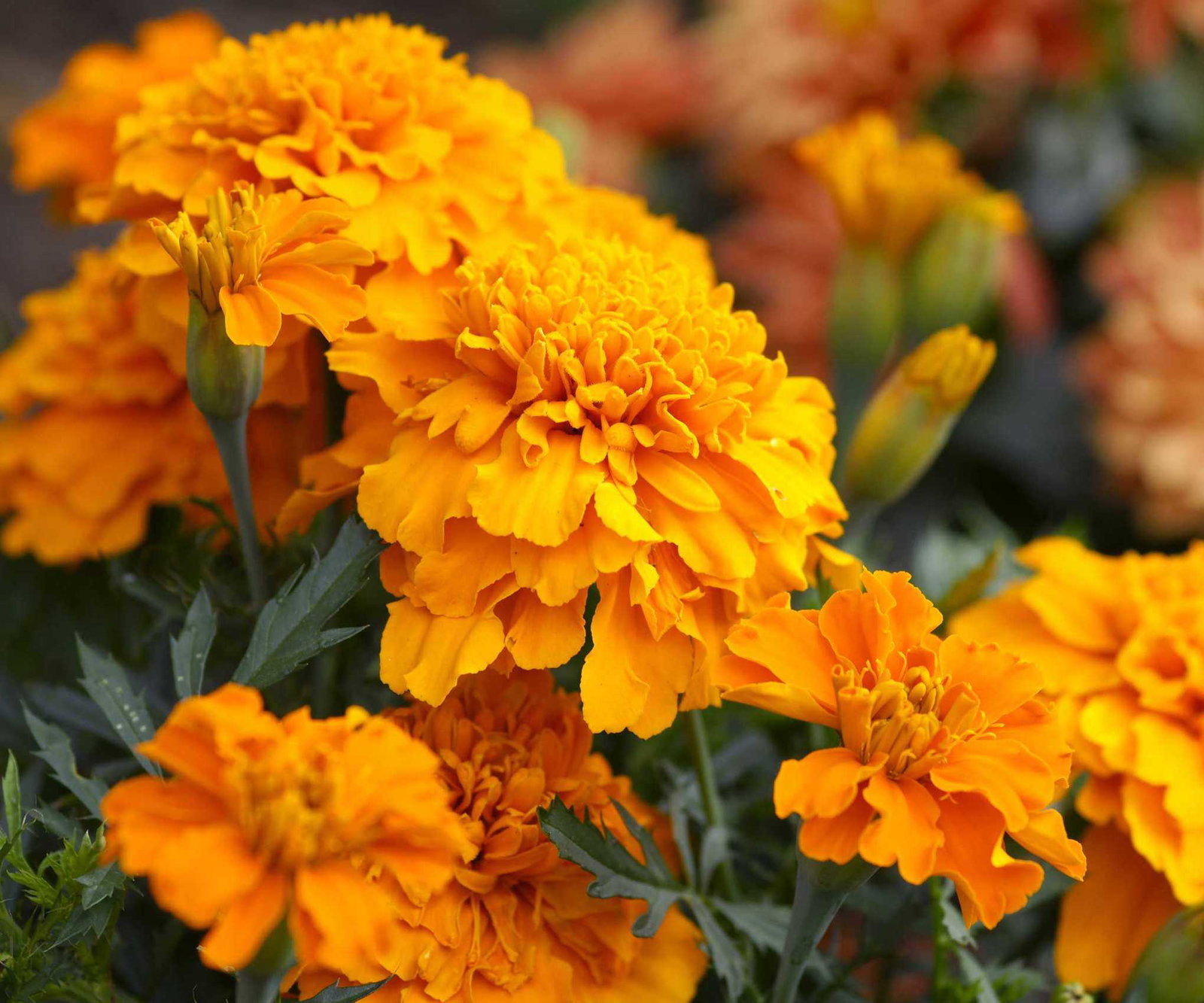 orange marigolds