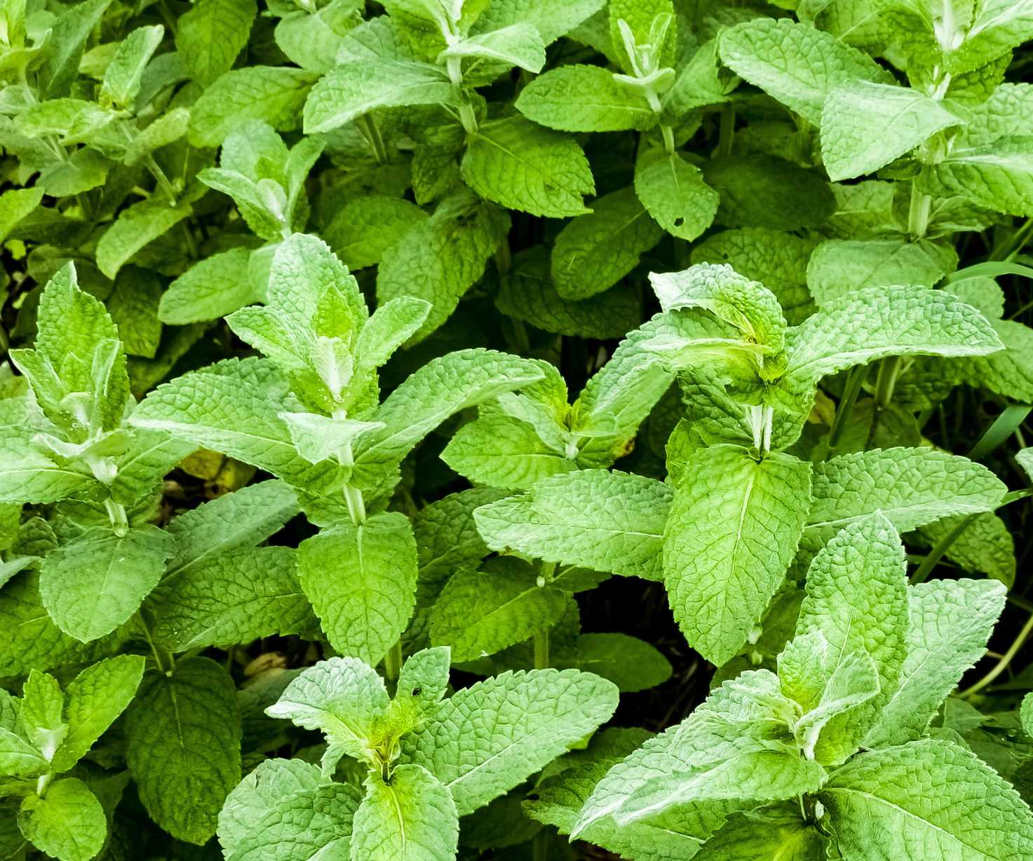Apple mint growing with green, lush foliage
