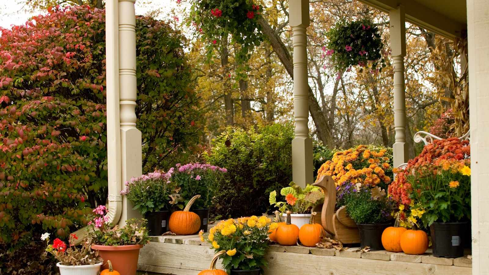 5 beautiful ways to spruce up your summer hanging baskets for fall – gardening experts share their favorite ways to transition hanging planters seamlessly