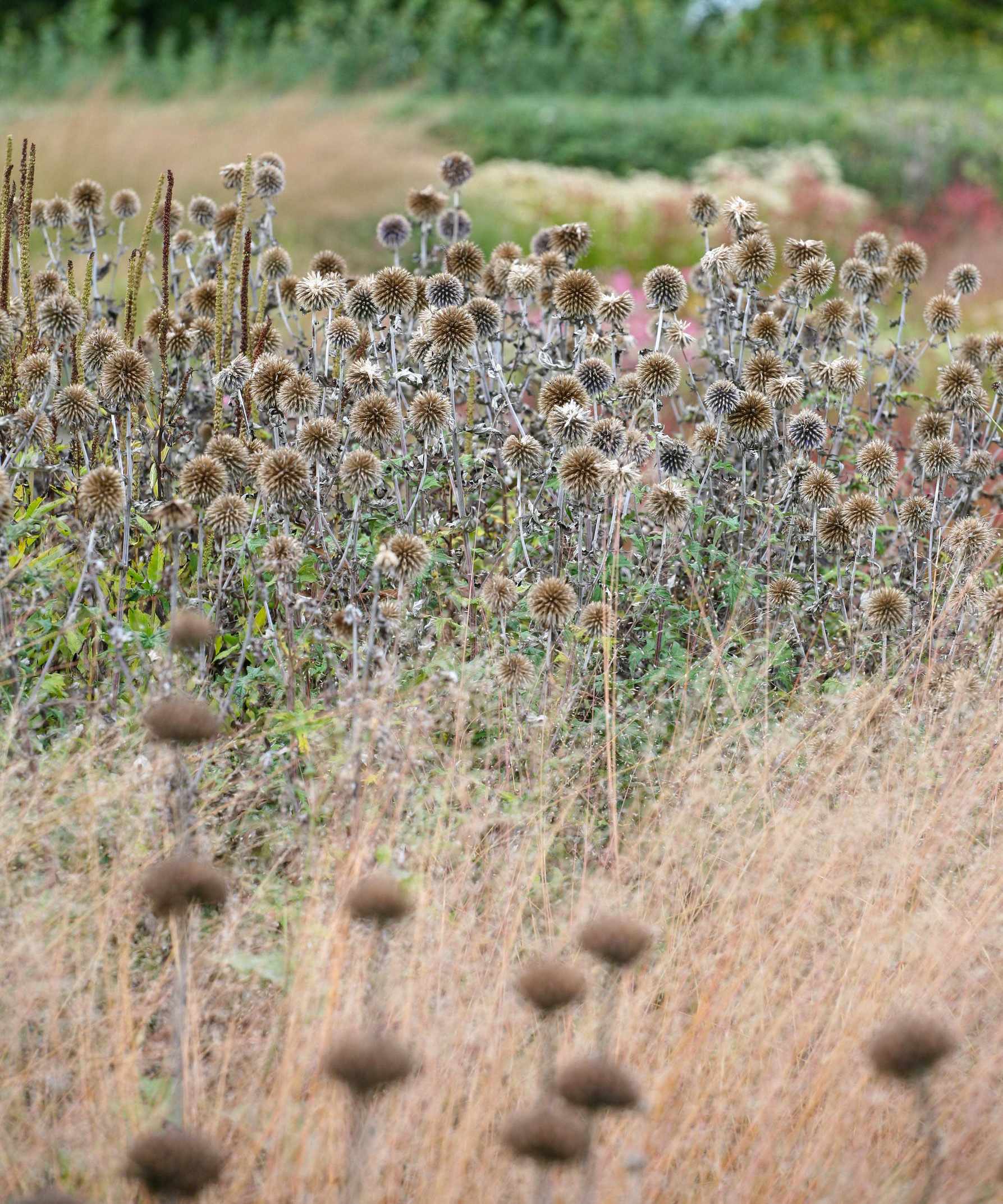 dry seedheads left on flowers as low maintenance garden border ideas