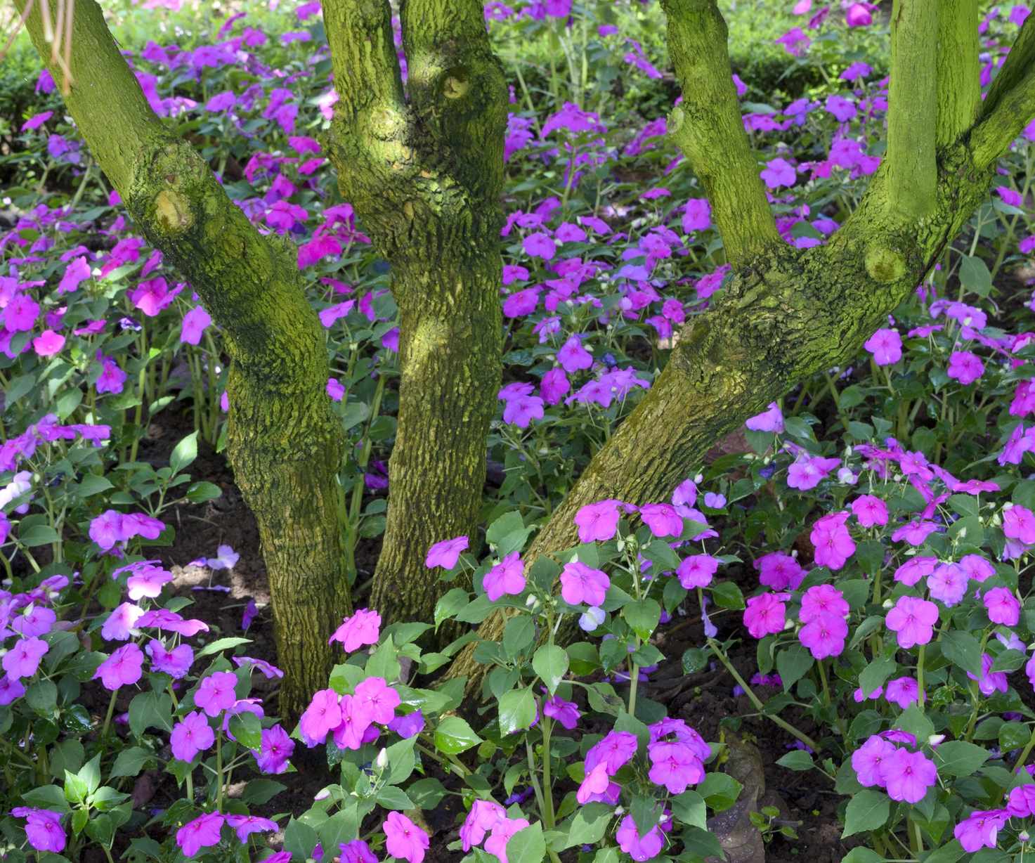 impatiens, Busy Lizzie