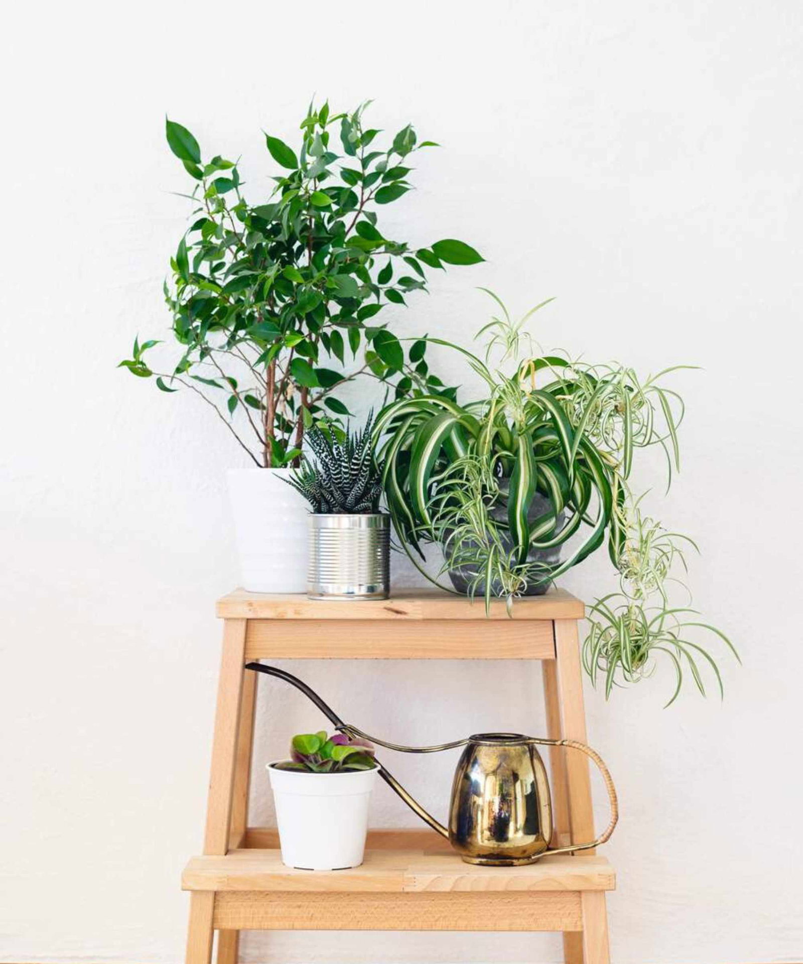 spider plant on a small ladder