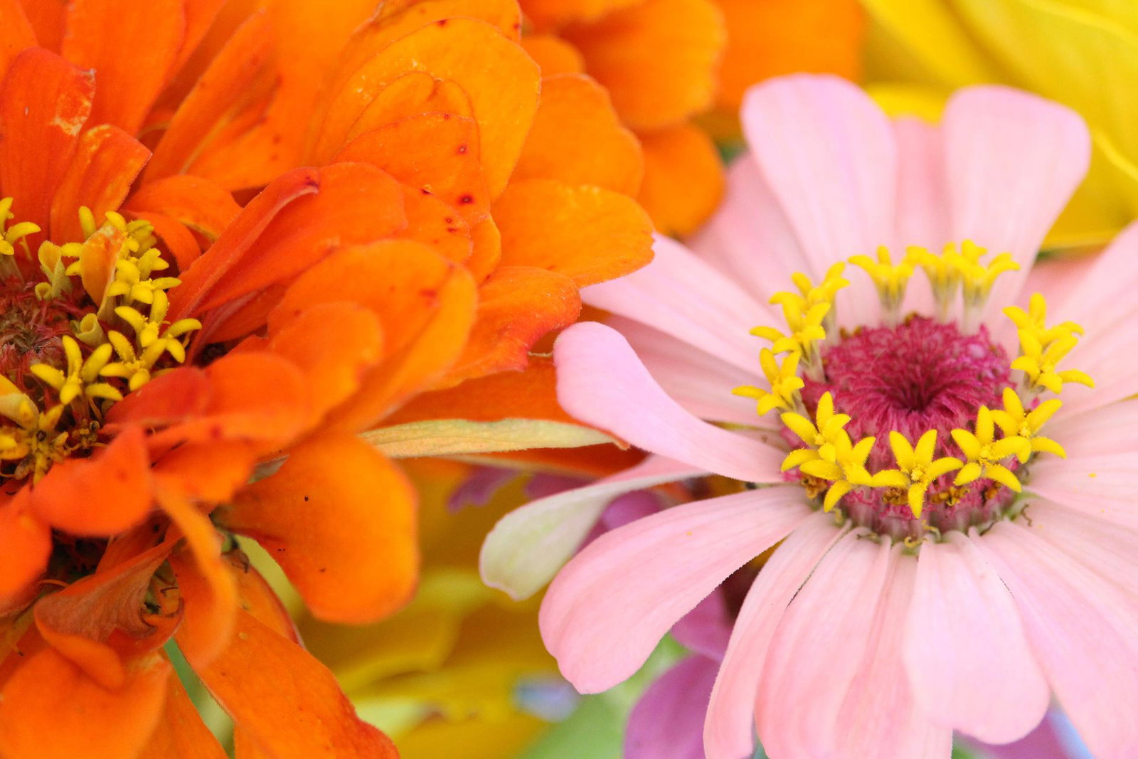 how to grow zinnias-andy-makely-unsplash