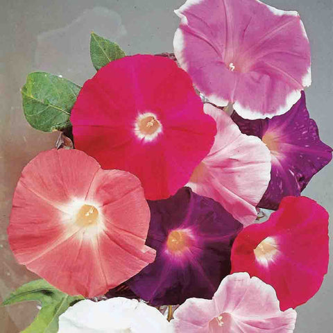 Morning Glory, Giant Mixed Colors Seeds